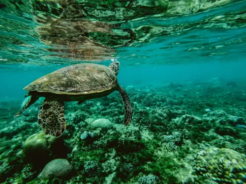 Wichtigkeit der Tiere Kunststofftrennung für die Umwelt